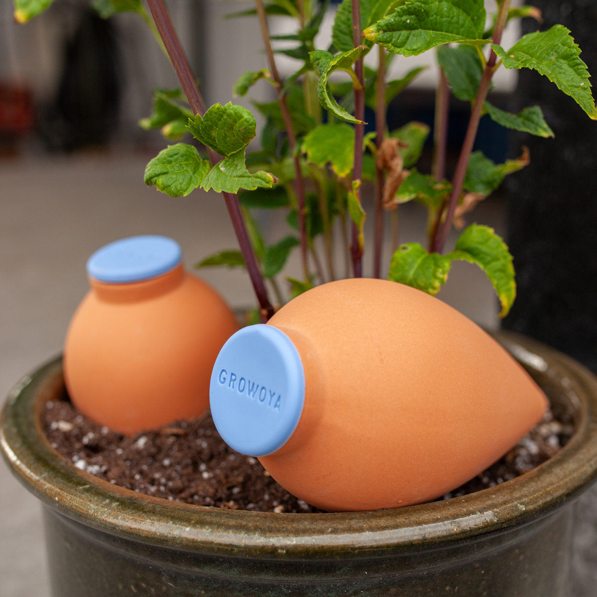 Oya Clay Watering Spike