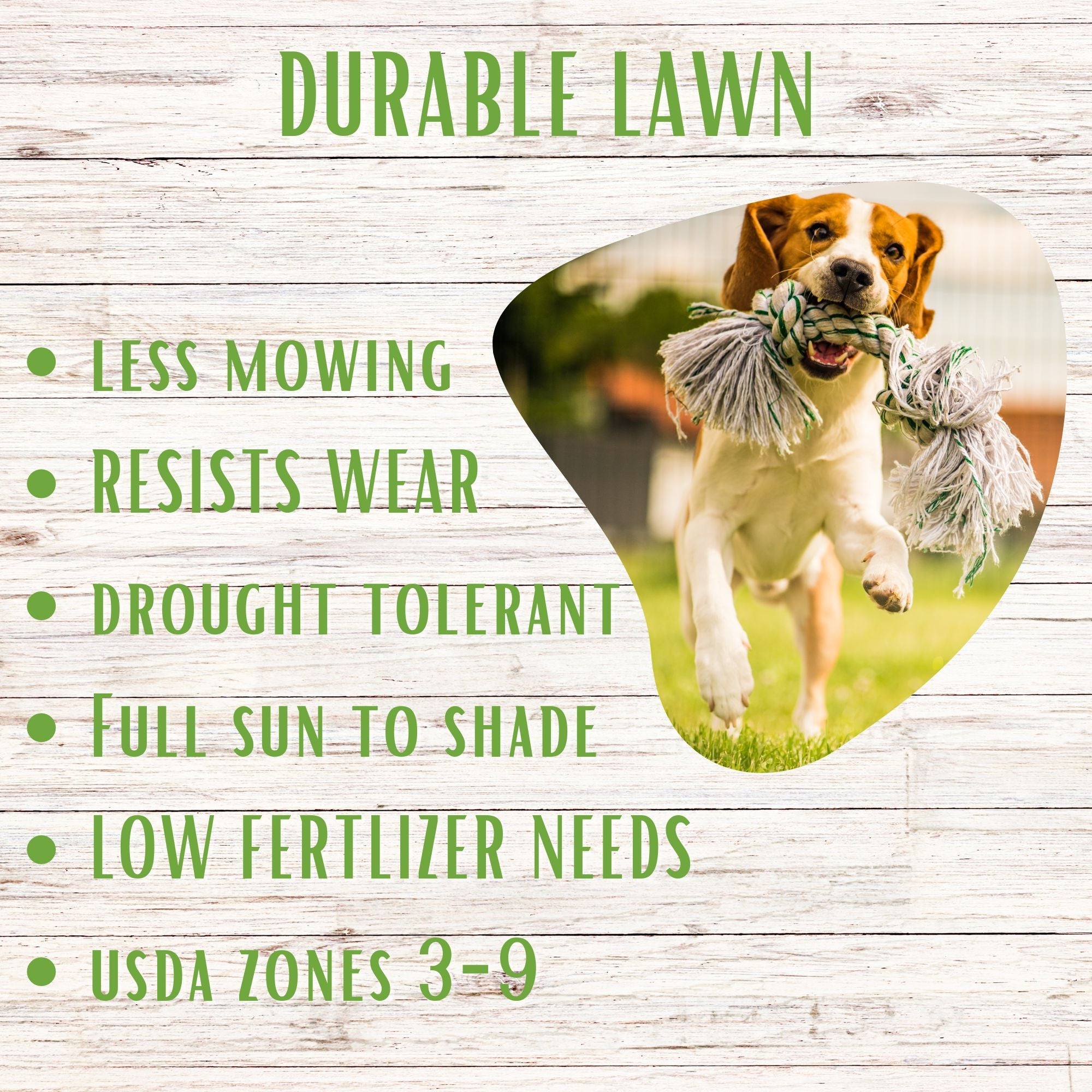 RUFF & TUFF Grass Seed - Premium Low Maintenance Fescue Blend