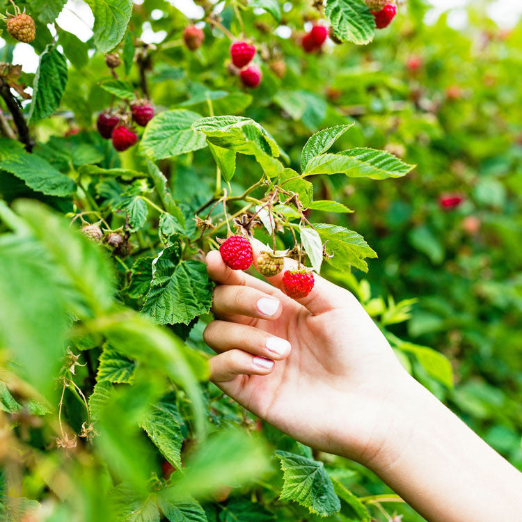Bower & Branch Raspberry Bushes