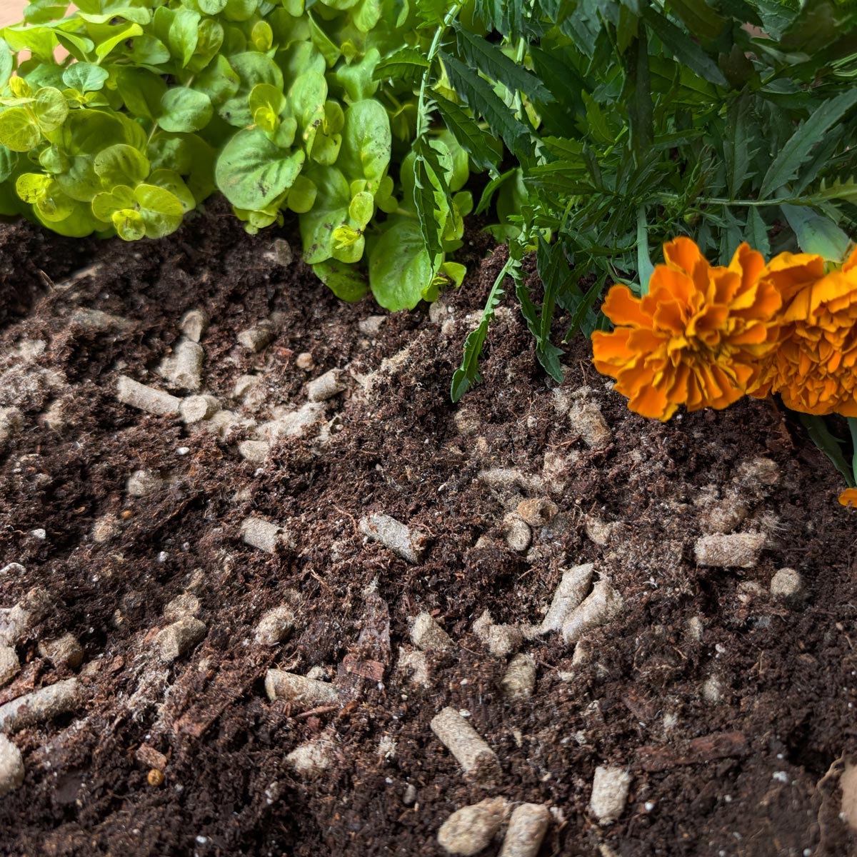 Organic Wool Garden Pellets - Natural Mulch & Slow Release Fertilizer