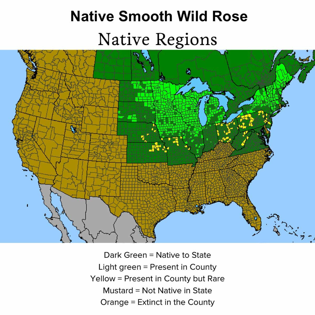 Audubon® Native Smooth Wild Rose