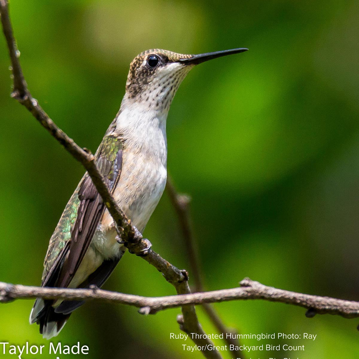 Audubon® Native Potted Rose