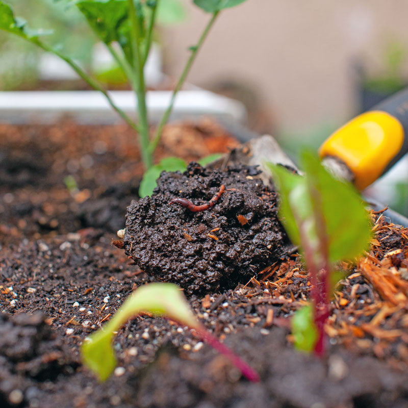 Composting Worms - European Nightcrawlers