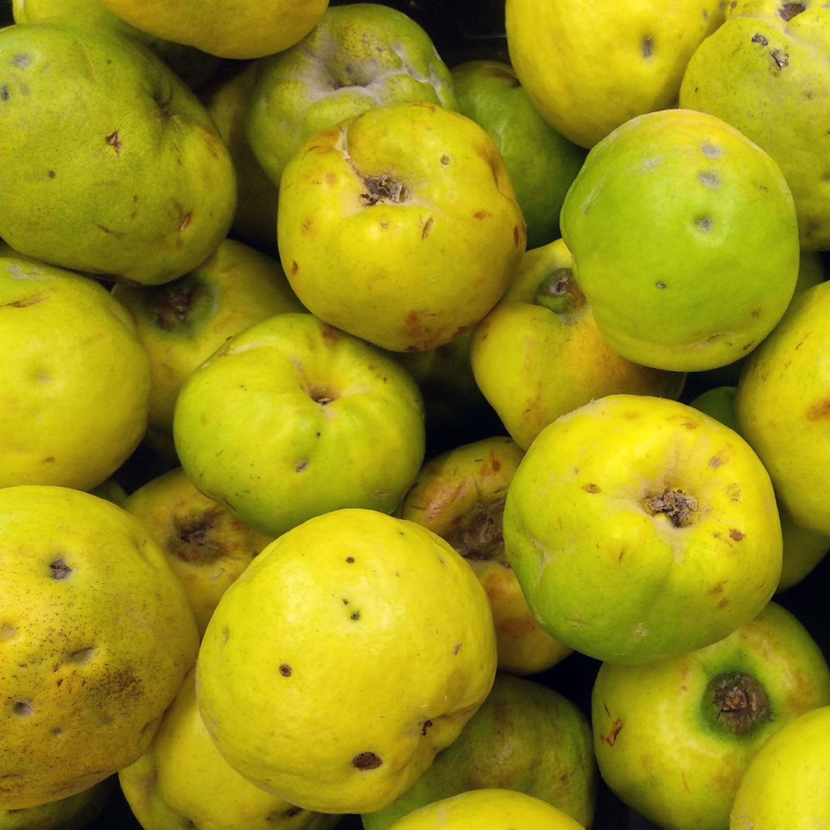 Bower & Branch Semi Dwarf Champion Quince Tree