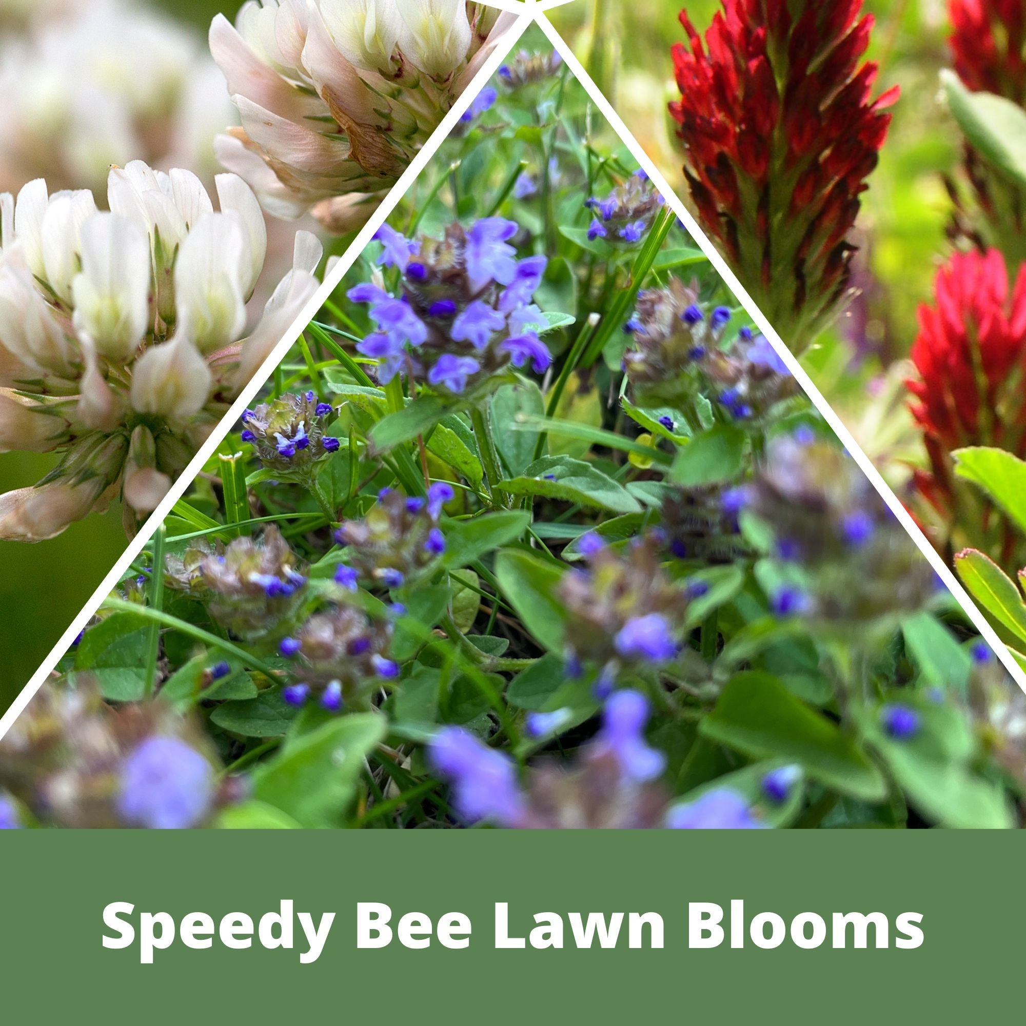 Speedy Bee Lawn Blend -  Dutch White Clover, Self-Heal & Crimson Clover Seed Kit