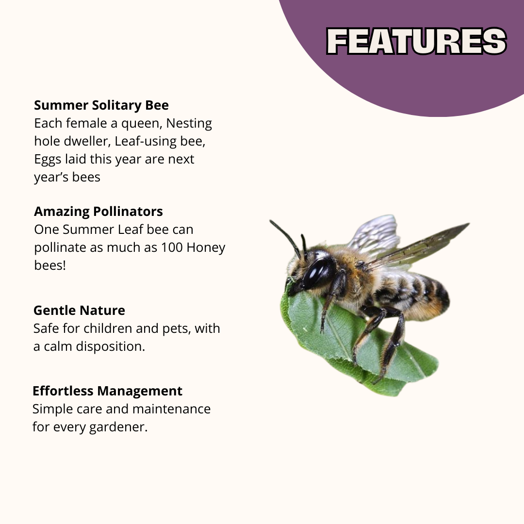 Cedar Chalet Complete Kit Bee House & Bee Certificate