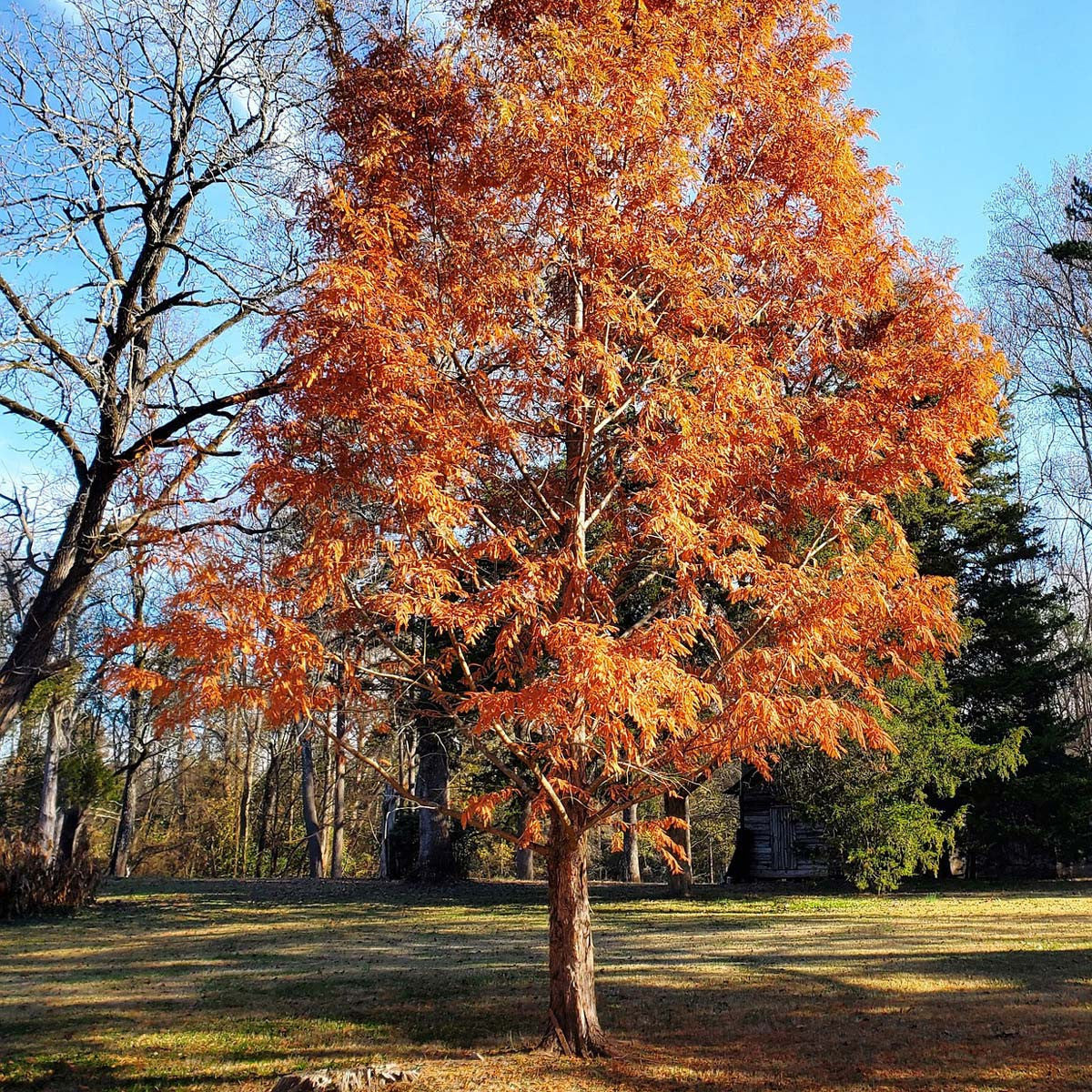 Fall foliage on a mature Dawn Redwood