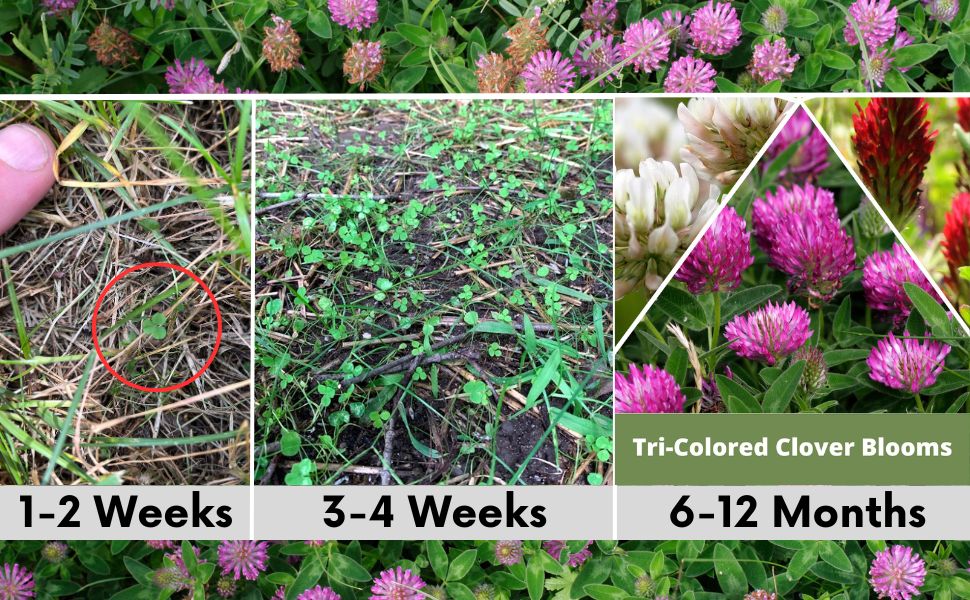 Tri-Color Flowering Clover Seed Kit
