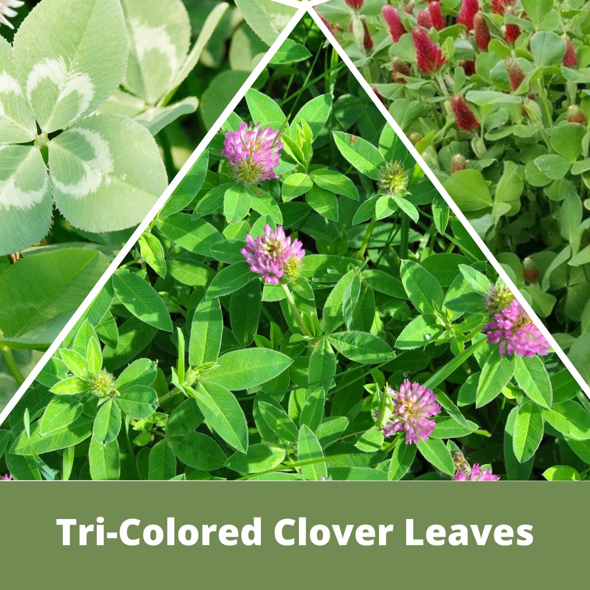 Tri-Color Flowering Clover Seed Kit