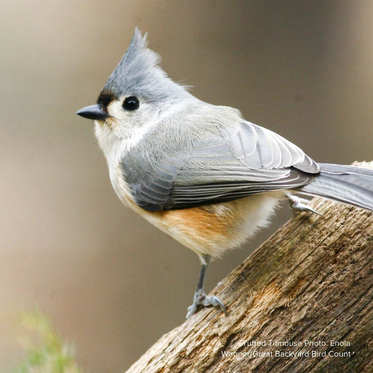 Audubon® Native River Birch Tree