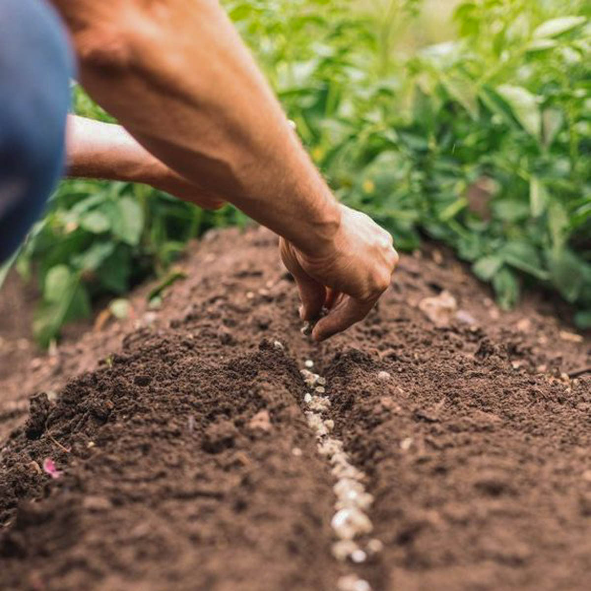 Organic Wool Potting Pellets Slow Release Fertilizer 9-0-2 - 8 oz