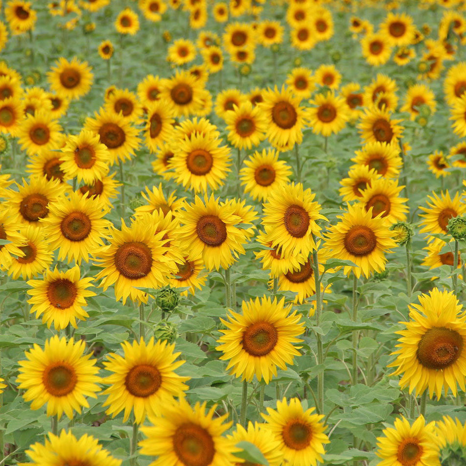 Sunflower Seed Grow Kit