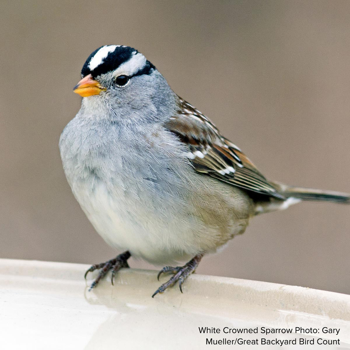 Audubon® Native Potted Rose