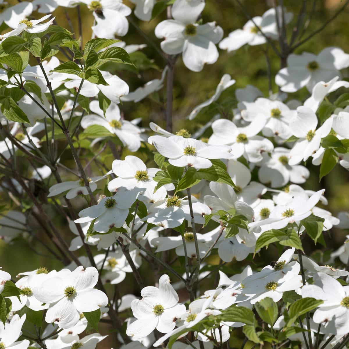 Audubon® Native White Flowering Dogwood Tree