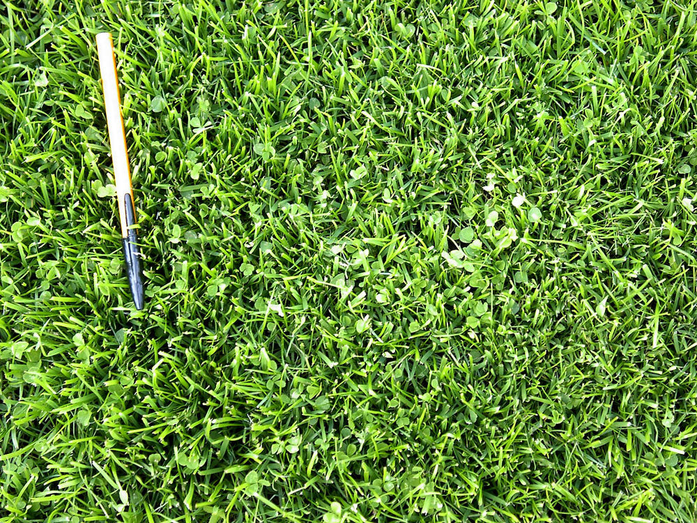 Microclover Lawn Seed 1 lb - Eartheasy