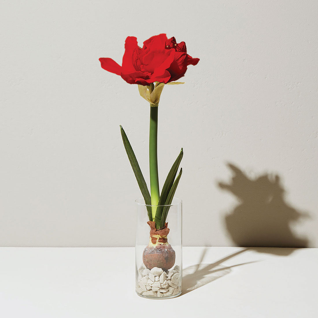 Amaryllis Winter Bulb Kit