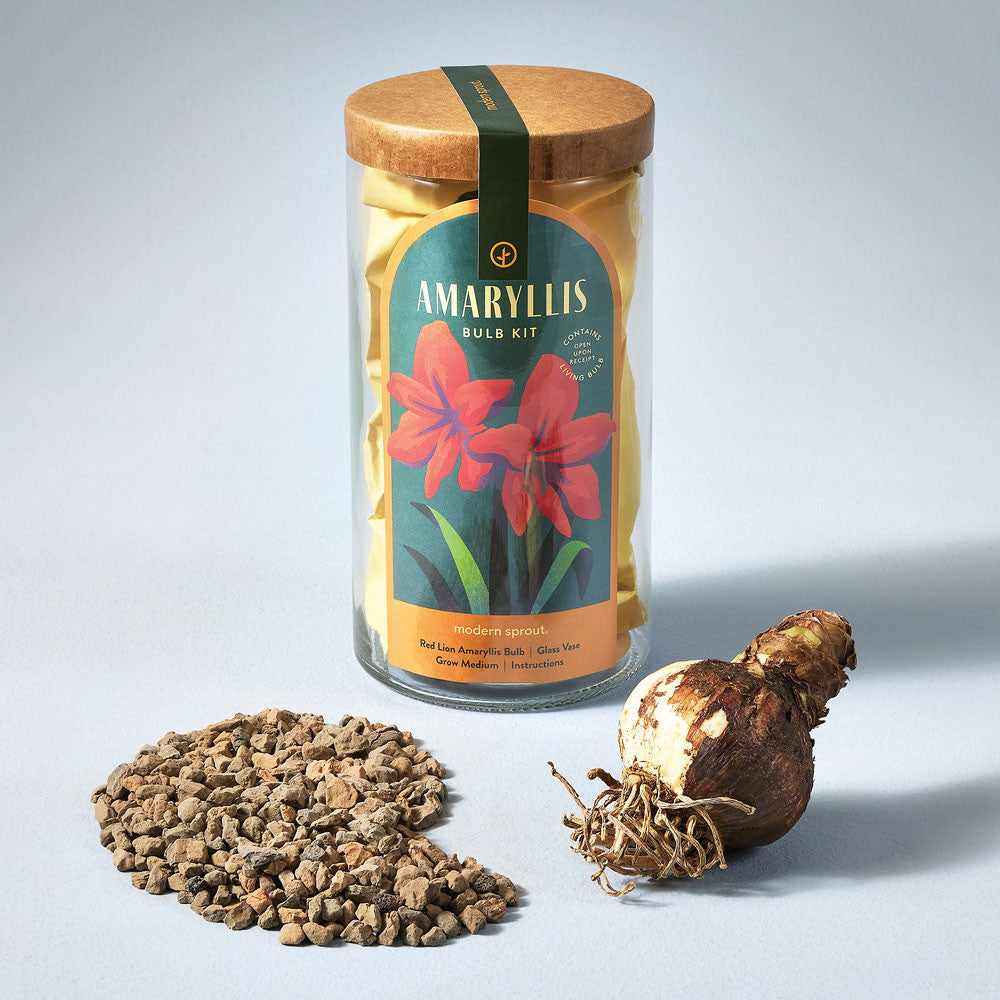 Amaryllis Winter Bulb Kit