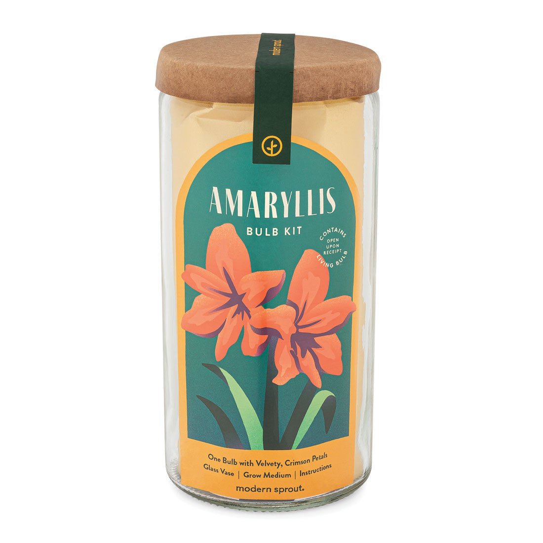 Amaryllis Winter Bulb Kit option3