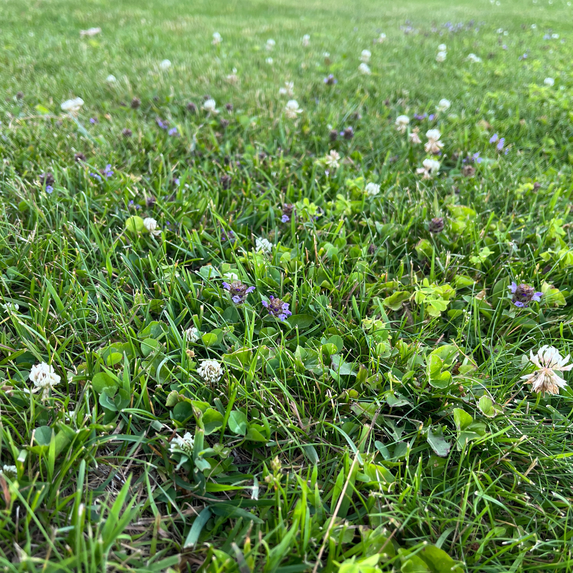 Bee Lawn Blend - White Clover, Self-Heal, & Creeping Thyme Seed Kit 250 sq ft