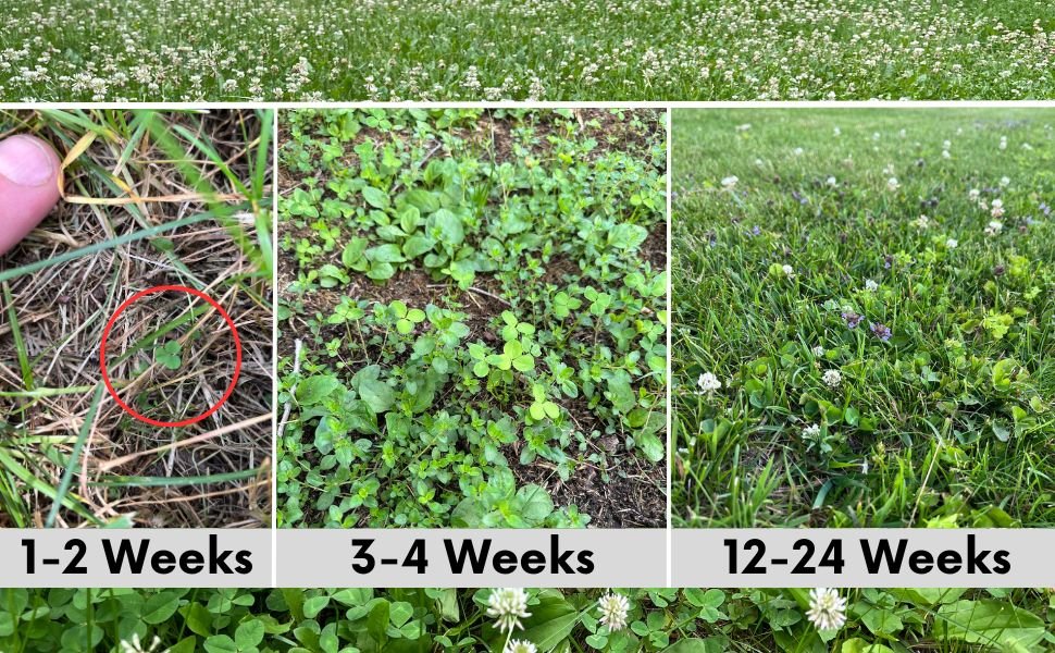 Bee Lawn Blend - White Clover, Self-Heal, & Creeping Thyme Seed Kit 250 sq ft