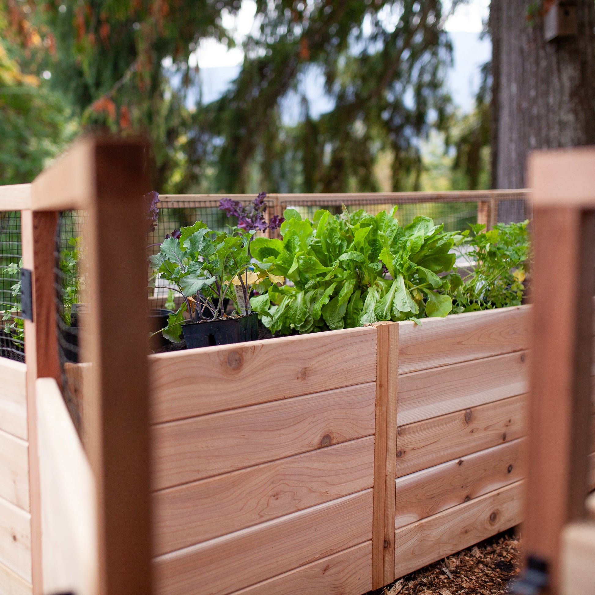 Cedar Complete Raised Garden Bed Kit with Greenhouse Cover 8' x 16' option3