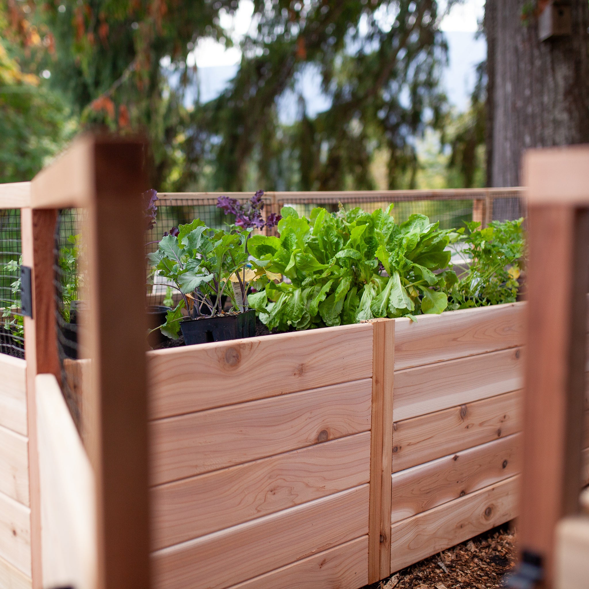 Cedar Complete Raised Garden Bed Kit with Greenhouse Cover 8' x 16' option3