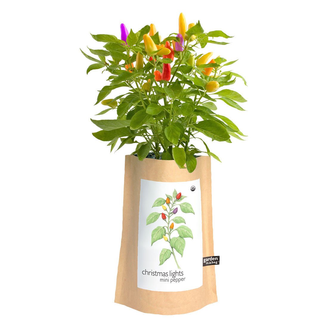 Christmas Lights Pepper Garden-in-a-bag