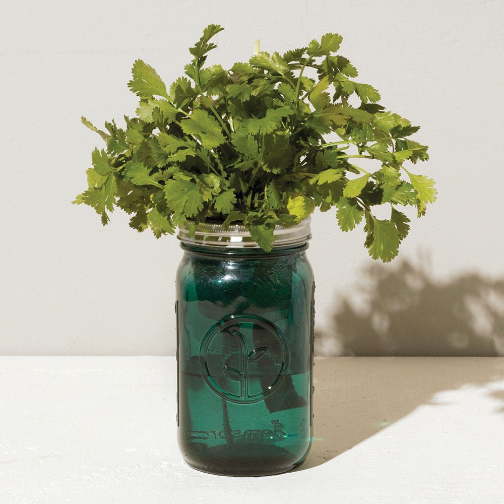 Cilantro Garden Jar option3