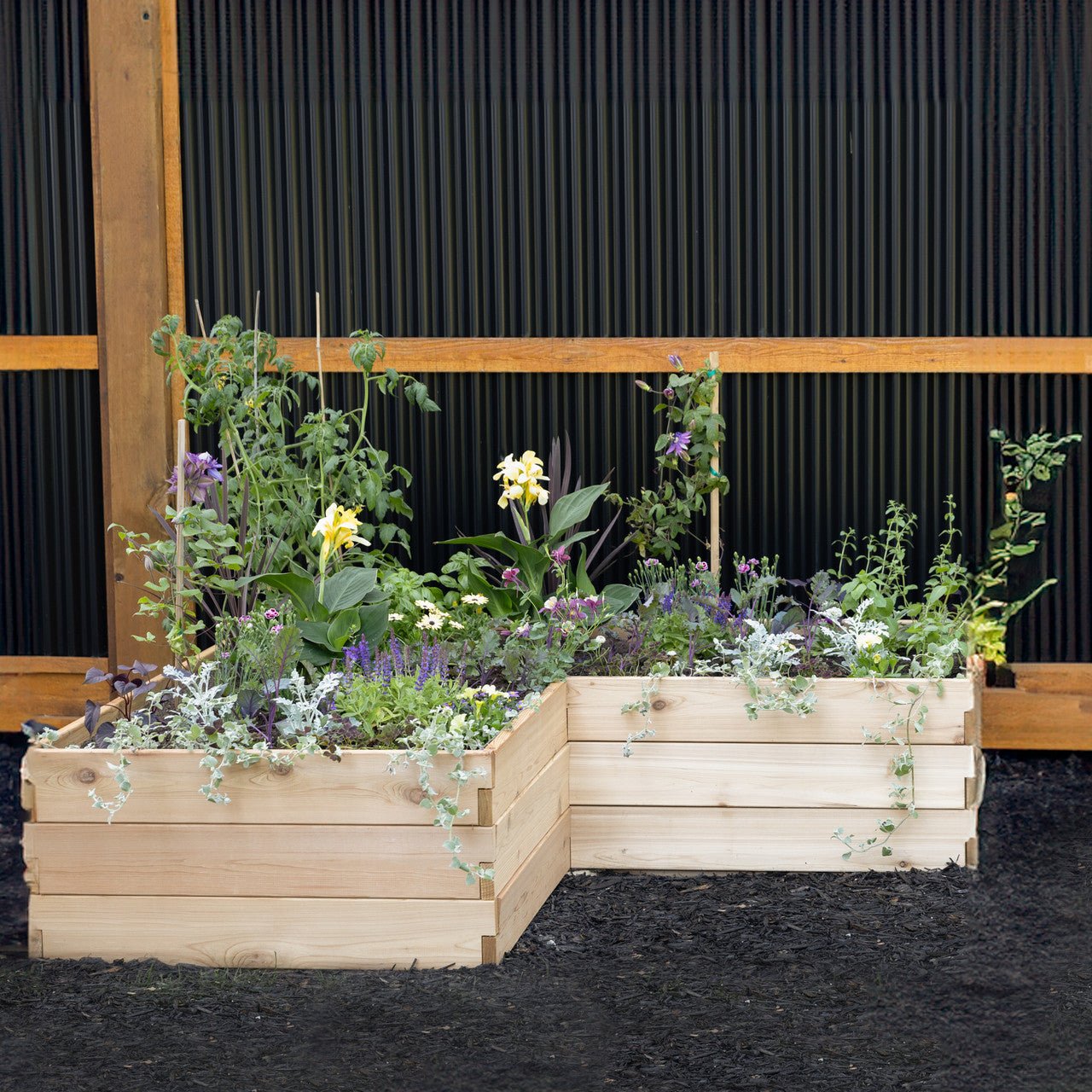 Classic Natural Cedar L-Shaped Raised Garden Beds 2' 4' 5.5"