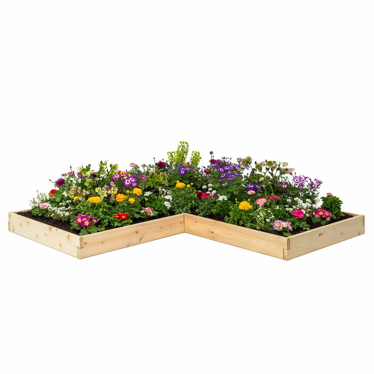 Classic Natural Cedar L-Shaped Raised Garden Beds 2' 4' 5.5"
