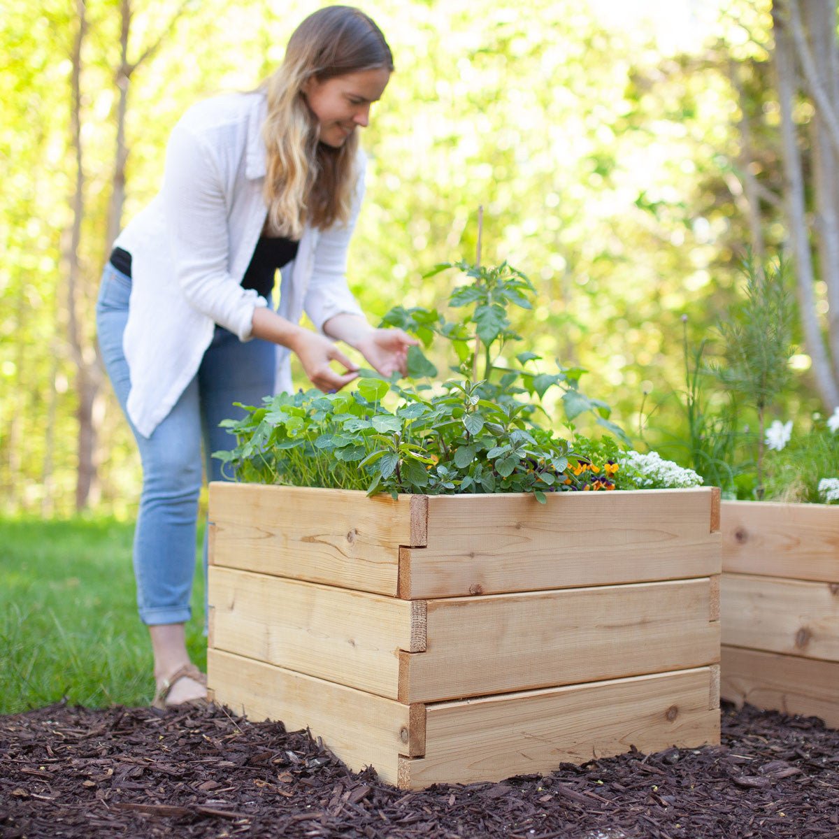 Classic Natural Cedar Raised Garden Beds 2' 2' 5.5"