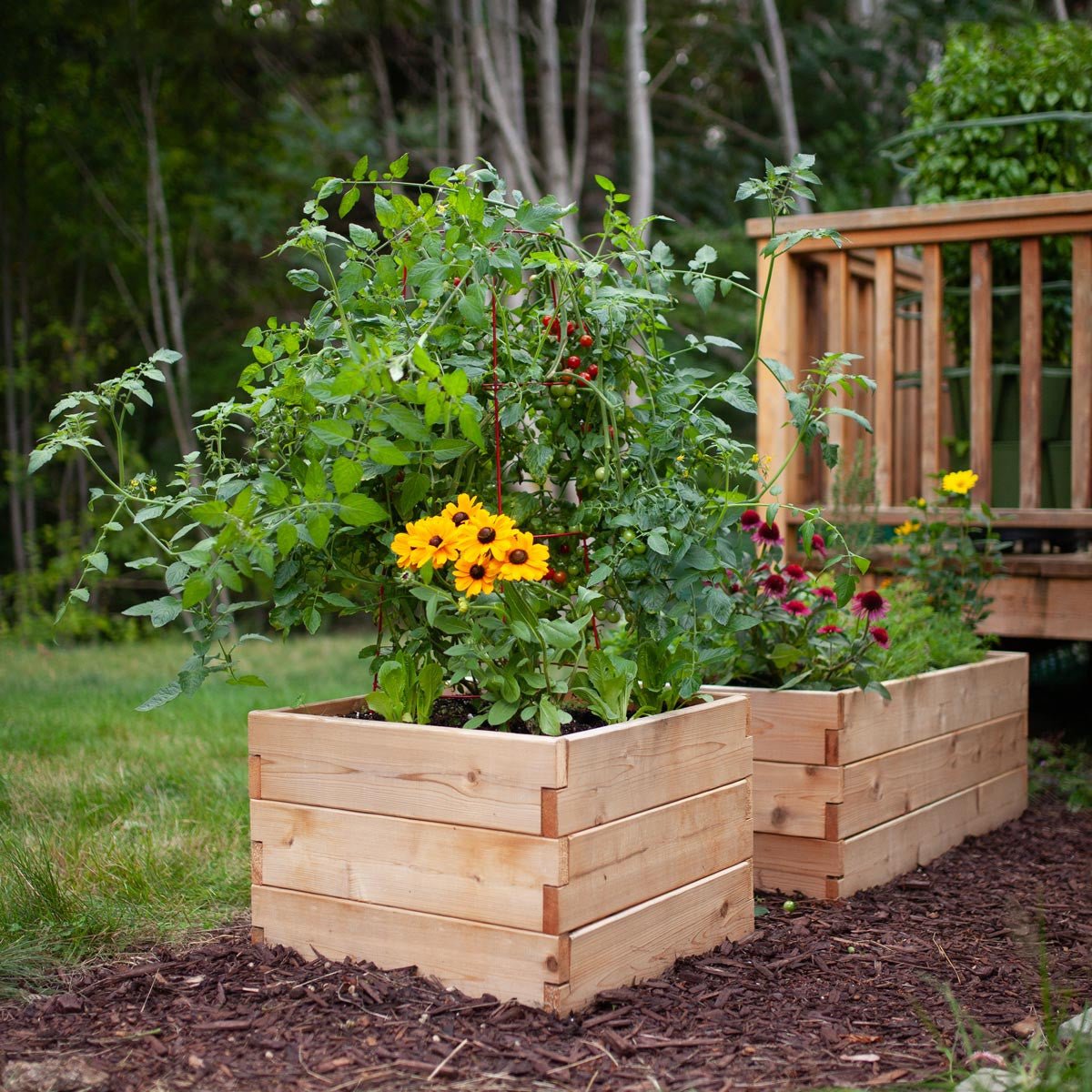 Classic Natural Cedar Raised Garden Beds 2' 2' option3