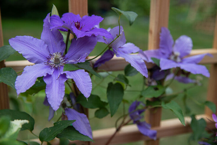 <a href="https://eartheasy.com/blogs/grow/how-to-use-trellises-in-the-garden" title="https://eartheasy.com/blogs/grow/how-to-use-trellises-in-the-garden">How to Use Trellises in the Garden</a>
