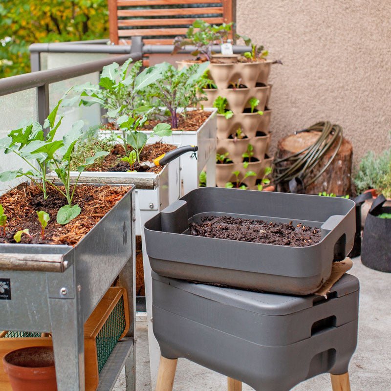 Composting Worms - European Nightcrawlers 250 worms Expedited (1-Day)