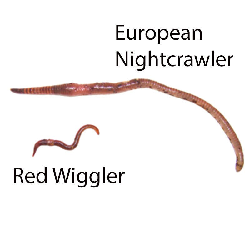 Composting Worms - European Nightcrawlers 250 worms Expedited (1-Day)