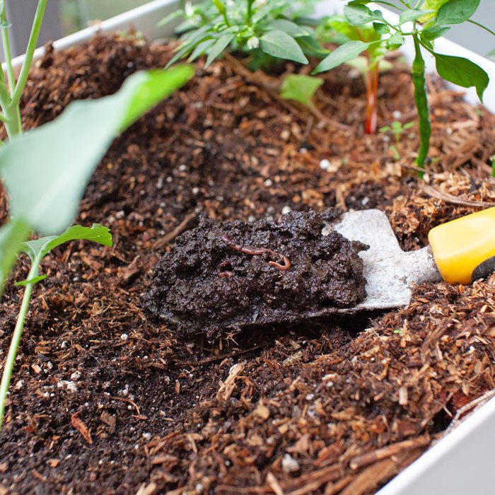 Composting Worms - European Nightcrawlers 250 worms Expedited (1-Day)