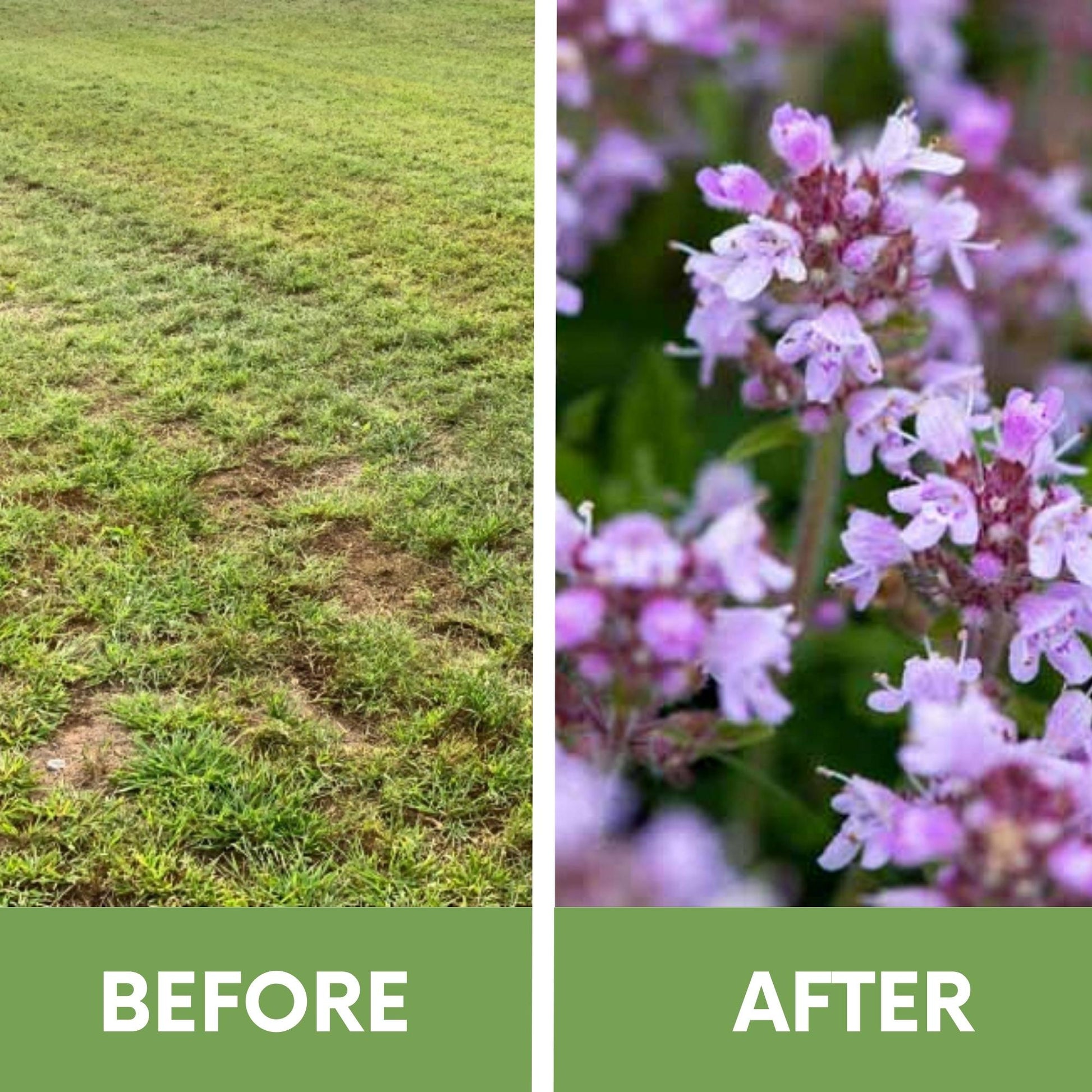 Creeping Thyme Flowering Lawn & Groundcover - Seed Kit 250 sq ft