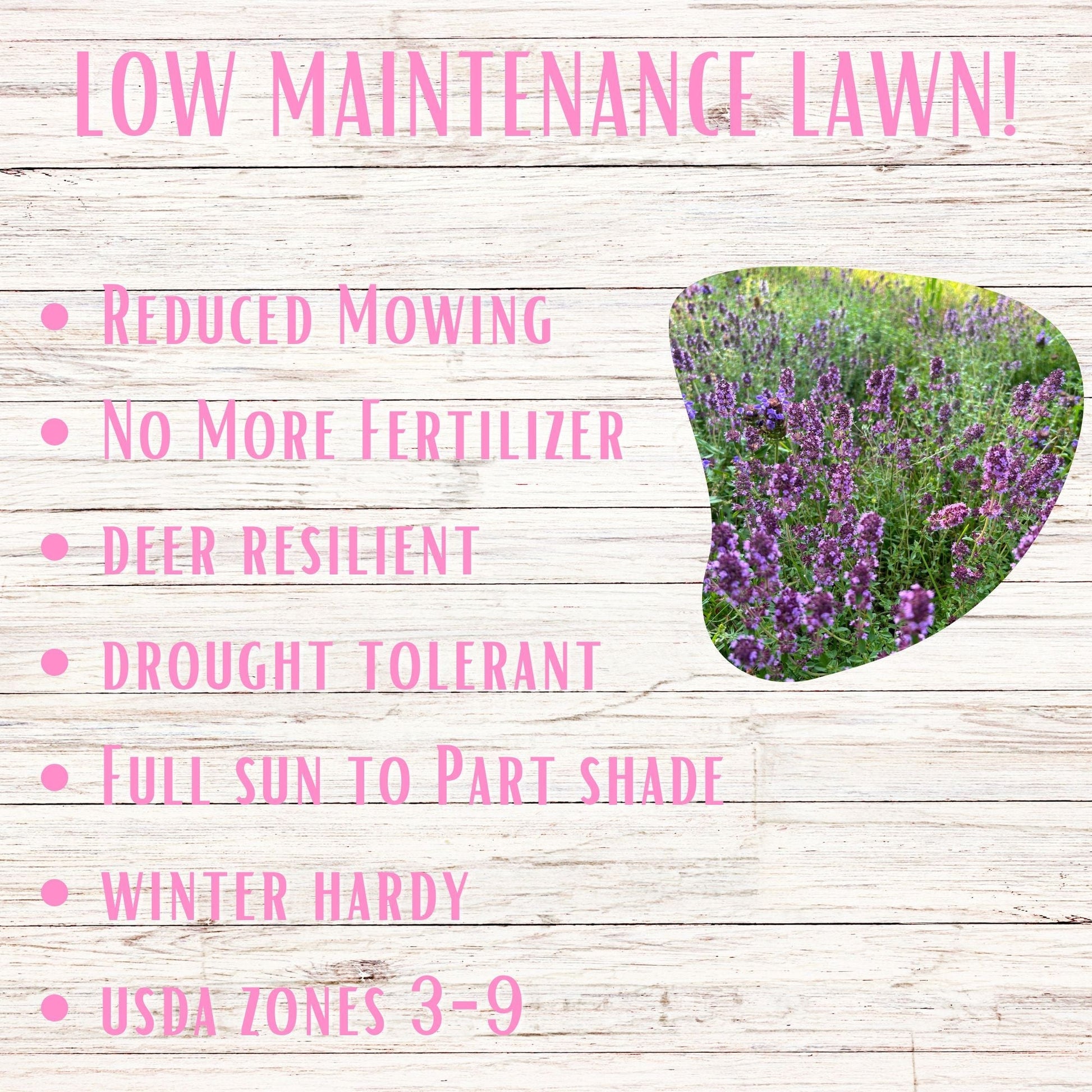 Creeping Thyme Flowering Lawn & Groundcover - Seed Kit 250 sq ft