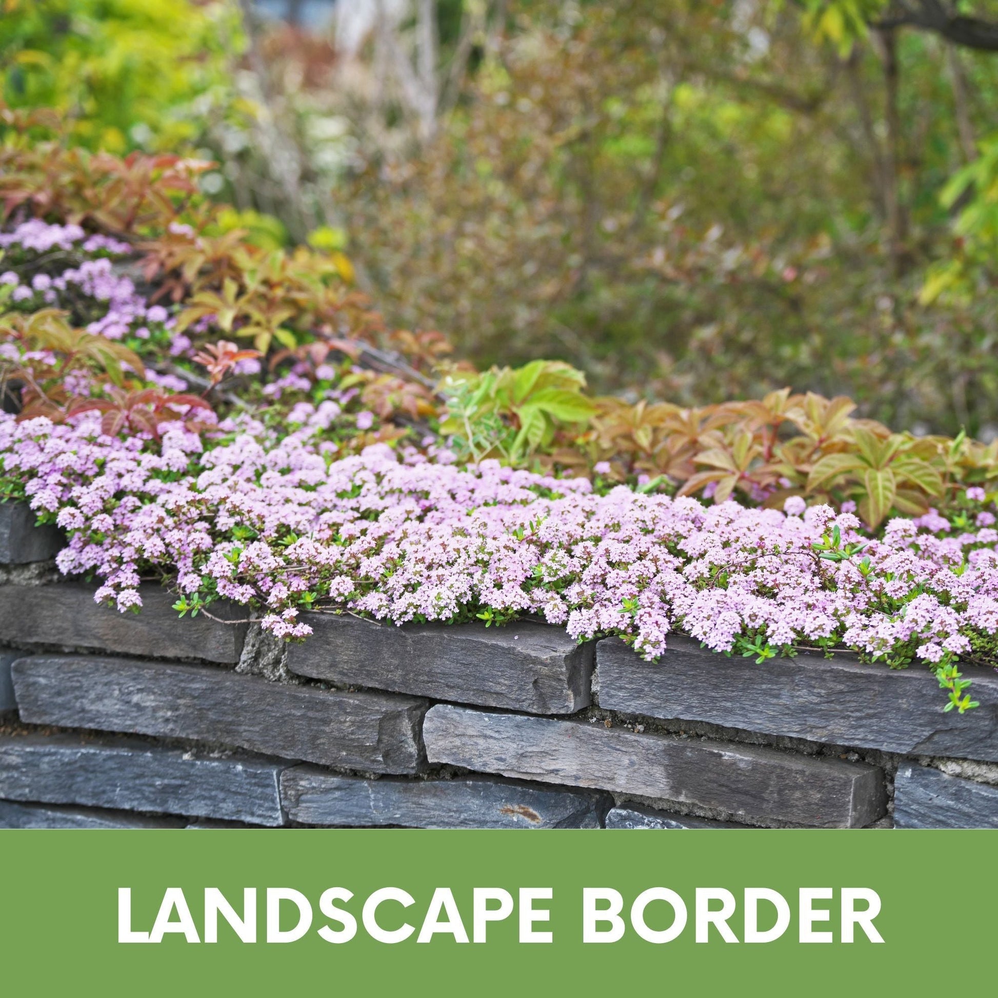 Creeping Thyme Flowering Lawn & Groundcover - Seed Kit 250 sq ft