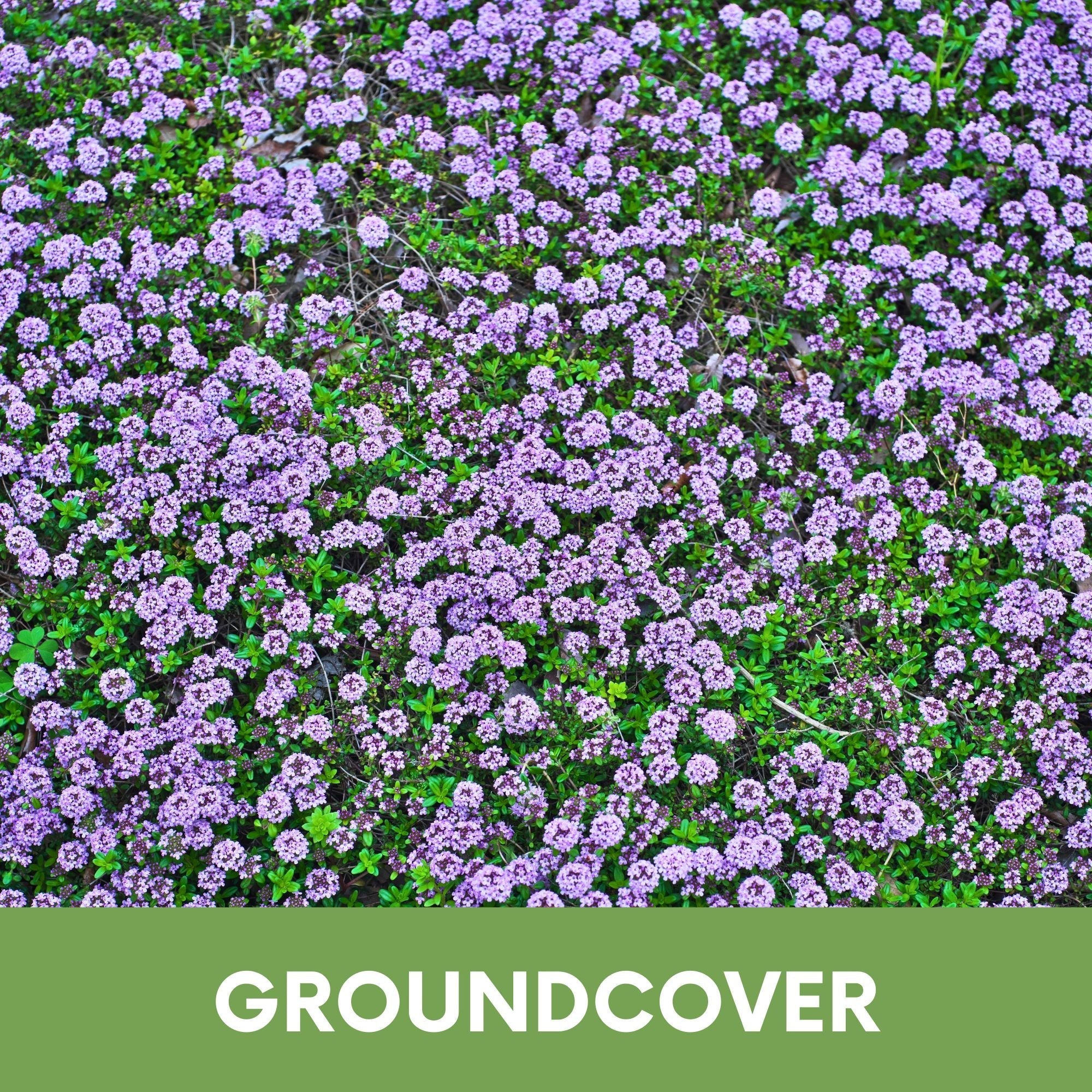 Creeping Thyme Flowering Lawn & Groundcover - Seed Pouch 250 sq ft 6250 Seeds approx.