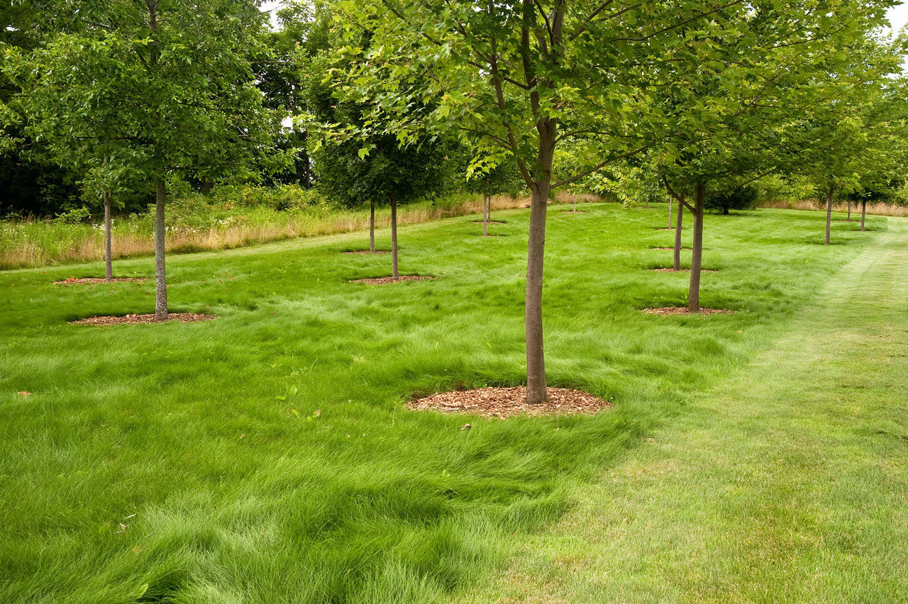 Mowed and Unmowed Eco-Lawn