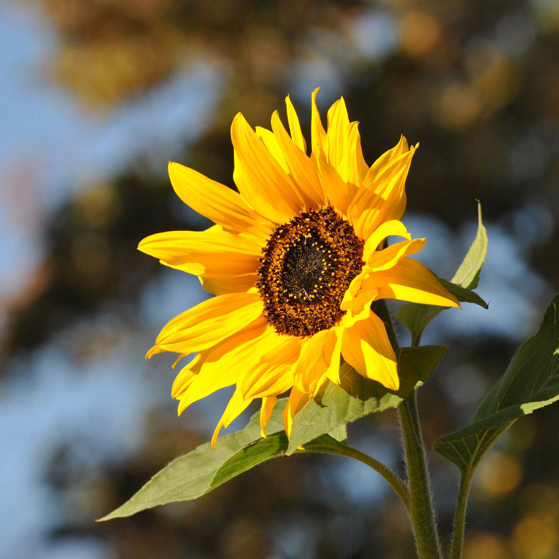 Sunflower Seed Grow Kit