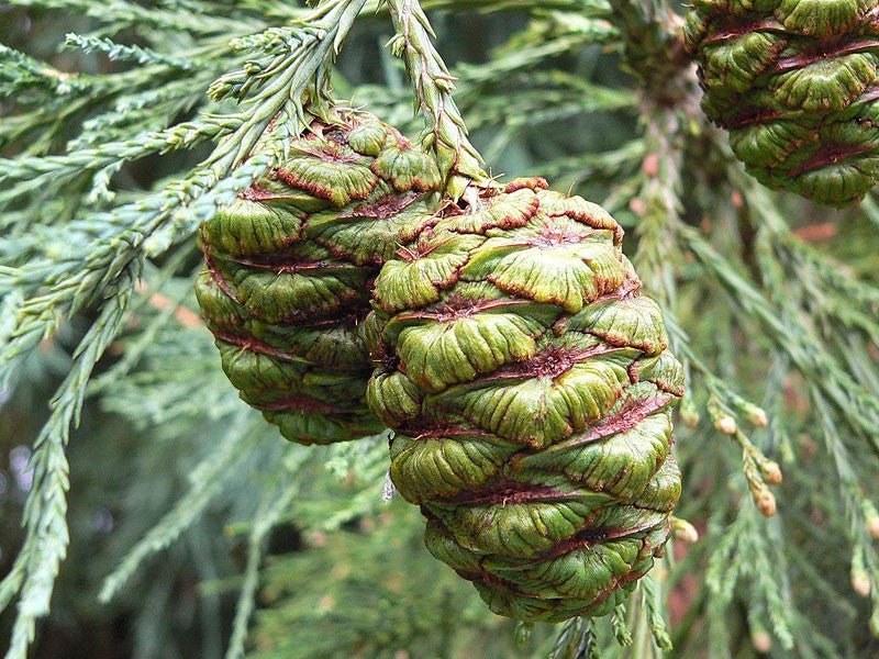 Giant Sequoia Tree Grow Kit