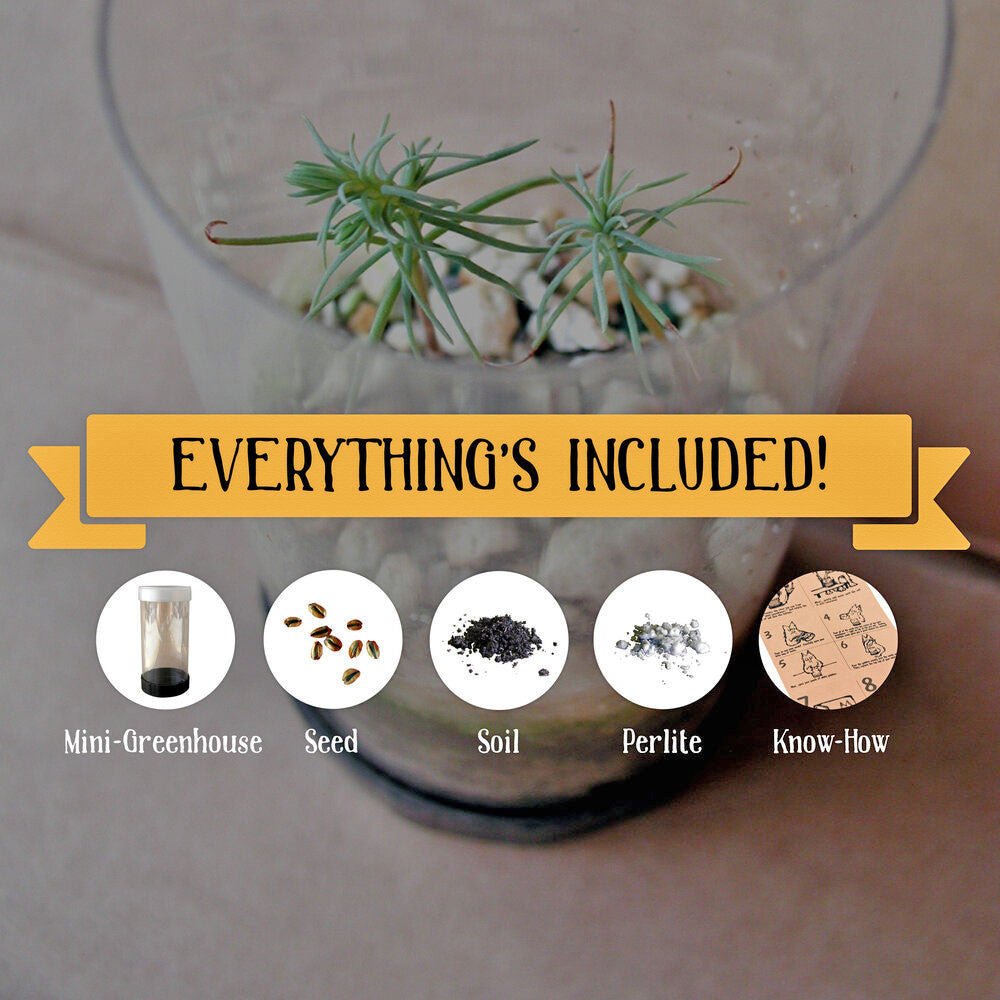 Giant Sequoia Tree Grow Kit