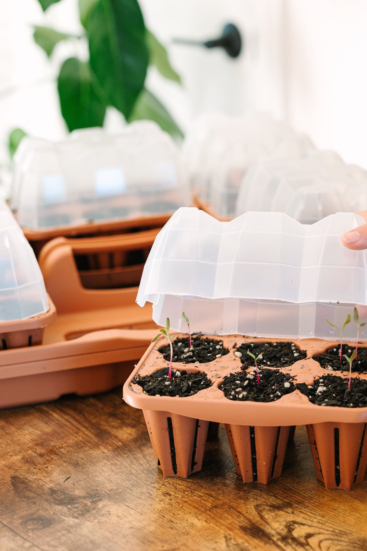 Ultimate Seed Starting Kit - 36 Planting Cells & Humidity Domes