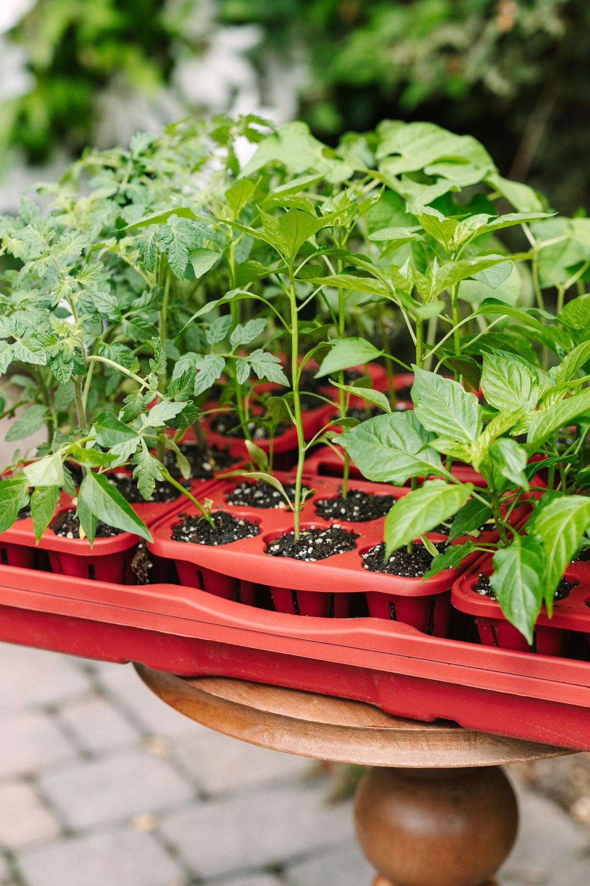 Ultimate Seed Starting Kit - 36 Planting Cells & Humidity Domes