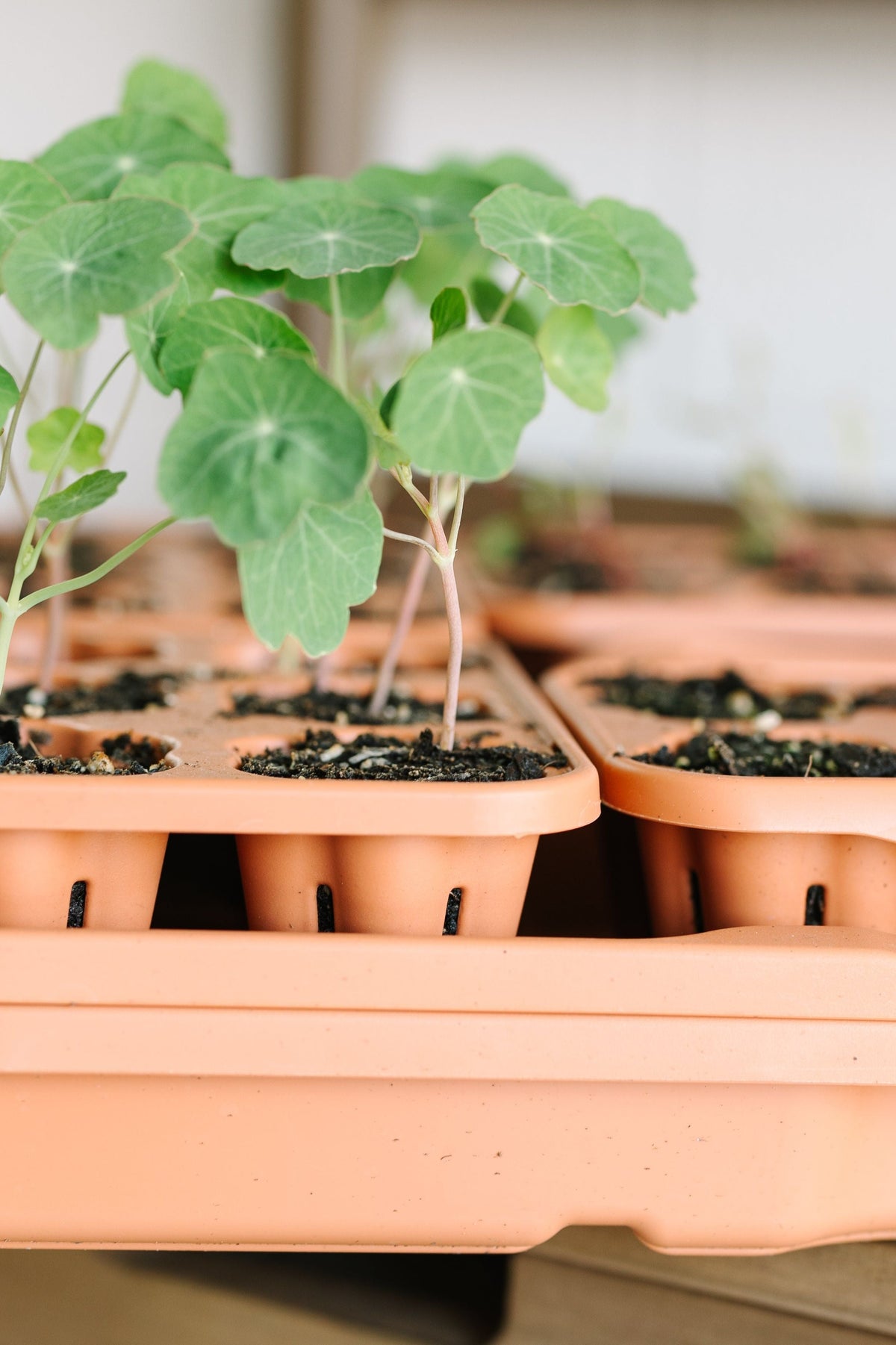 Ultimate Seed Starting Kit - 36 Planting Cells & Humidity Domes