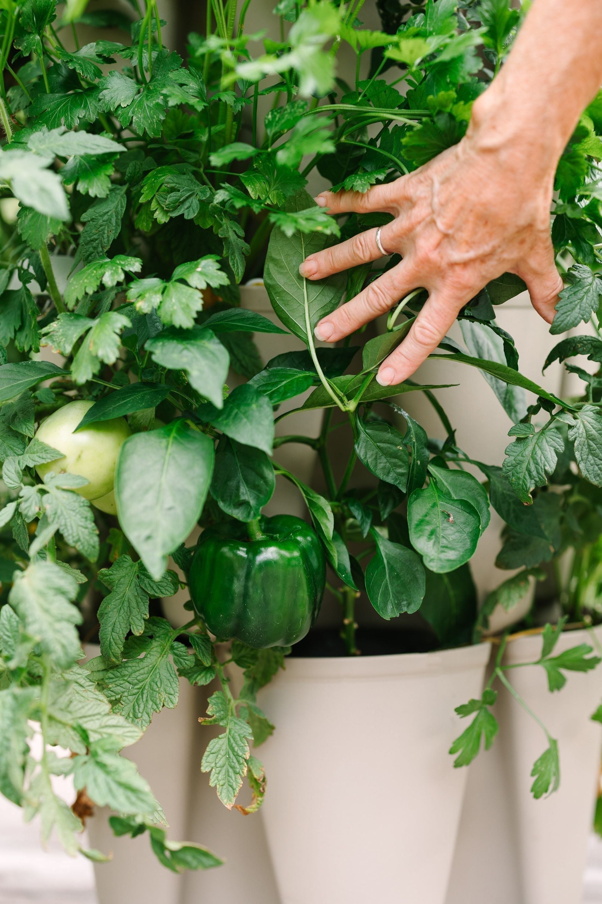 5 Tier GreenStalk Vertical Planter - Original