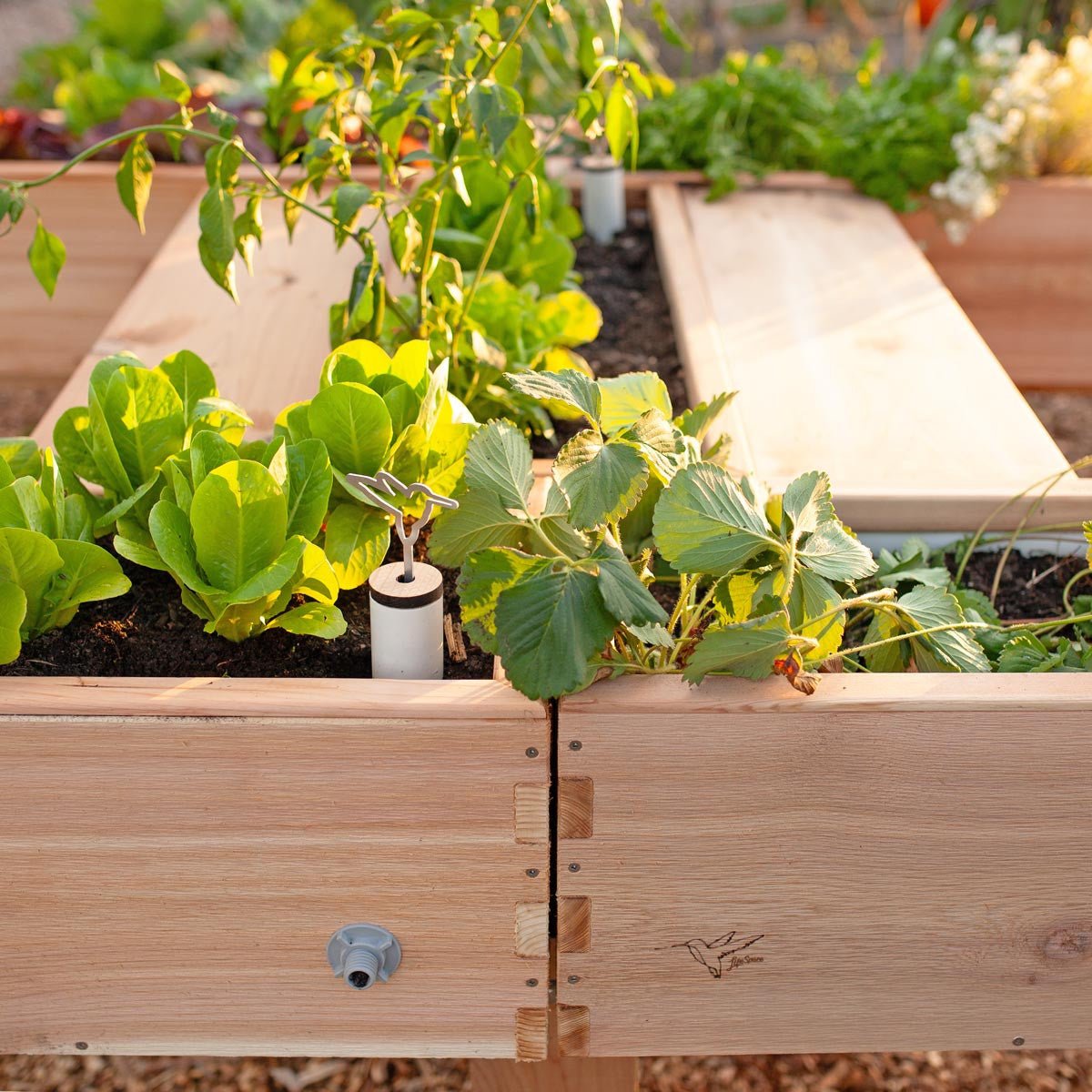 Harmony Accessibility Self-Watering Cedar Garden Raw Cedar