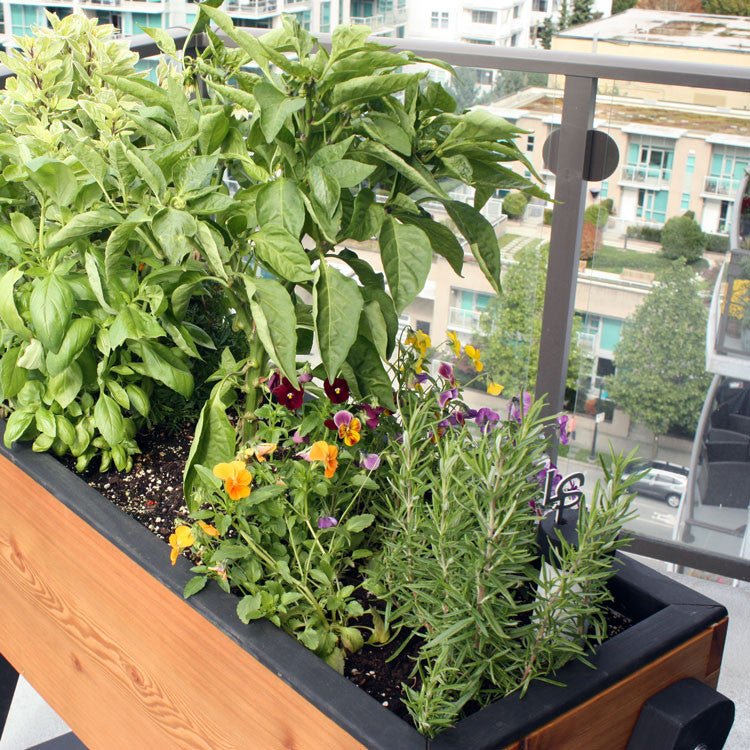 HighRise Self-Watering Elevated Cedar Planter Modern Clear (& Black Trim) None